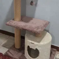 اسکراچر گربه