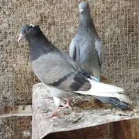 کفتر سبز