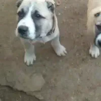 گمشده سگ گله|سگ|رفسنجان, |دیوار