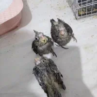 جوجه عروس هلندی بیست روزه