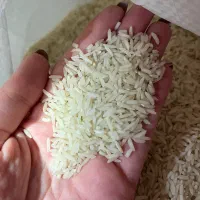 برنج هاشمی درجه یک محصول امسال|خوردنی و آشامیدنی|رشت, پیرکلاچای|دیوار
