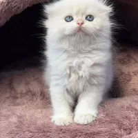 گربه اسکاتیش