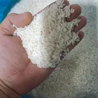 برنج صددرصد ایرانی گیلان
