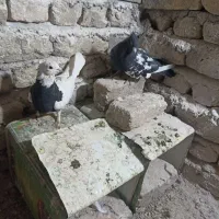 یک جفت کفتر فروشی