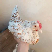 مرغ وخروس گلین قفس سه طبقه چوبی و قفس طوطی|حیوانات مزرعه|اسلام‌شهر, مطهری|دیوار