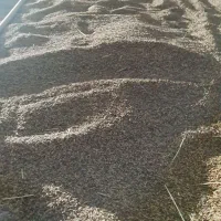 فروش شلتوک درجه یک