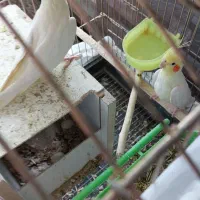 جفت عروس روی تخم|پرنده|کرمان, |دیوار