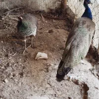 طاووس هندی|پرنده|قائم‌شهر, |دیوار