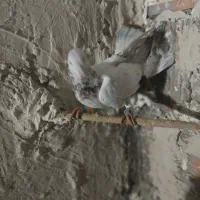 کله هما|پرنده|شیروان (خراسان), |دیوار