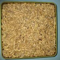 گندم و جو
