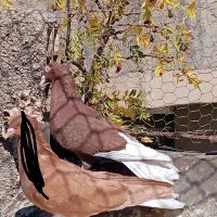 نقش