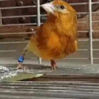 جوجه سره قناری