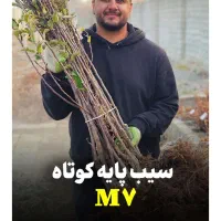 نهال سیب پاکوتاه M7