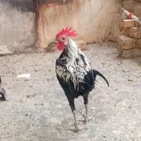جوجه مرغ وخروس میناتوری(جیور)
