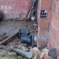 غاز|پرنده|کردکوی, |دیوار