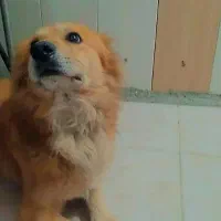 سگ نژاد کورگی اشپیتز|سگ|فردیس, سرحد آباد|دیوار