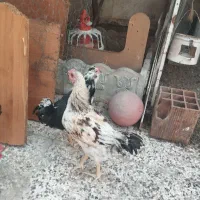 2عدد خروس 5ماهه