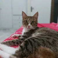 واگذاری گربه dsh ماده