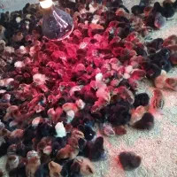 خدمات دستگاه جوجه کشی