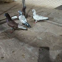کفتر پرشی