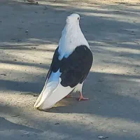 دوبالی نوک کوتاه|پرنده|مینودشت, |دیوار