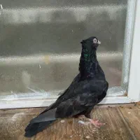 زاغ ماده|پرنده|جیرفت, |دیوار