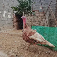 تخم بوقلمون نژاد بوربون آمریکا|حیوانات مزرعه|گرگان, |دیوار