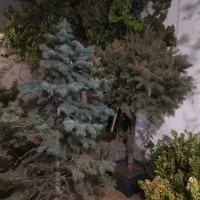 انواع کاج و شمشاد گلهای اپارتمانی|گل و گیاه طبیعی|کرج, فاز ۳ مهرشهر|دیوار