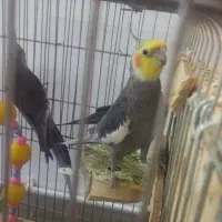 عروس هلندی|پرنده|رباط‌کریم, رباط‌کریم|دیوار