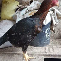 خرولاری ترک و مرغ و جوجه