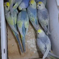 مرغ عشق رینبو با ماده پروانه ای|پرنده|زابل, |دیوار