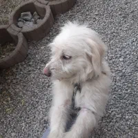 سگ شیتزو تریر