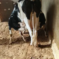 گاو شیری اولشتاین|حیوانات مزرعه|هیرمند, |دیوار