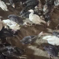 بوقلمون ۱ماههو۲ماهه