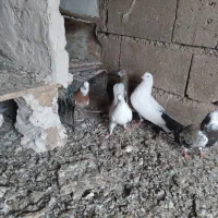 طوقی