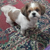 سگ شیتزو فلت ماده ۳سال و ۴ ماهه ۷۰۰۰۰۰۰تومان