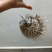 بادکنکی|کلکسیون اشیاء عتیقه|اصفهان, سرچشمه|دیوار