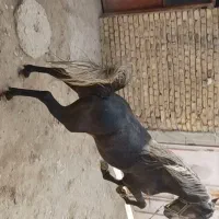 اسب