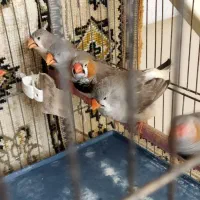 فنج کینگ|پرنده|تهران, سعیدآباد|دیوار