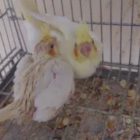 جوجه عروس هلندی