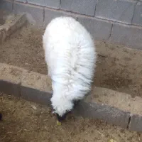 بره و بزغاله|حیوانات مزرعه|ایلام, |دیوار