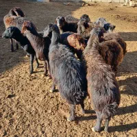 ۱۰ عدد میش قزل افشار|حیوانات مزرعه|شاهرود, |دیوار