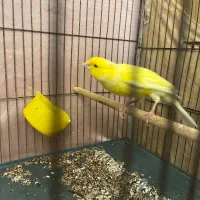 قناری|پرنده|محمدیه-قزوین, |دیوار