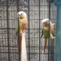 گرینچیک مولد با تست به شرط ۷ تخم