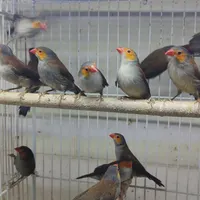 فنچ|پرنده|شیراز, لب آب|دیوار