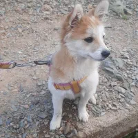 سگ اشپیتز آلمانی تیز و خیلی باهوش|سگ|یزد, |دیوار