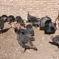 تعداد بوقلمون برنز اصیل وپنج عددبوربون چاق|حیوانات مزرعه|قیدار, |دیوار