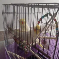 عروس هلندی نروماده ۱ساله لوتینو باقفس ولوازم|پرنده|شهریار, شهریار|دیوار