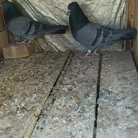 چند جفت کفتر پرشی واقعی خوب