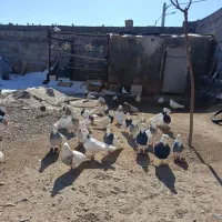 کبوتر طوقی|پرنده|دهگلان, |دیوار